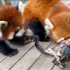 【小熊猫吃肉】画面容易引人不适，请谨慎点开！