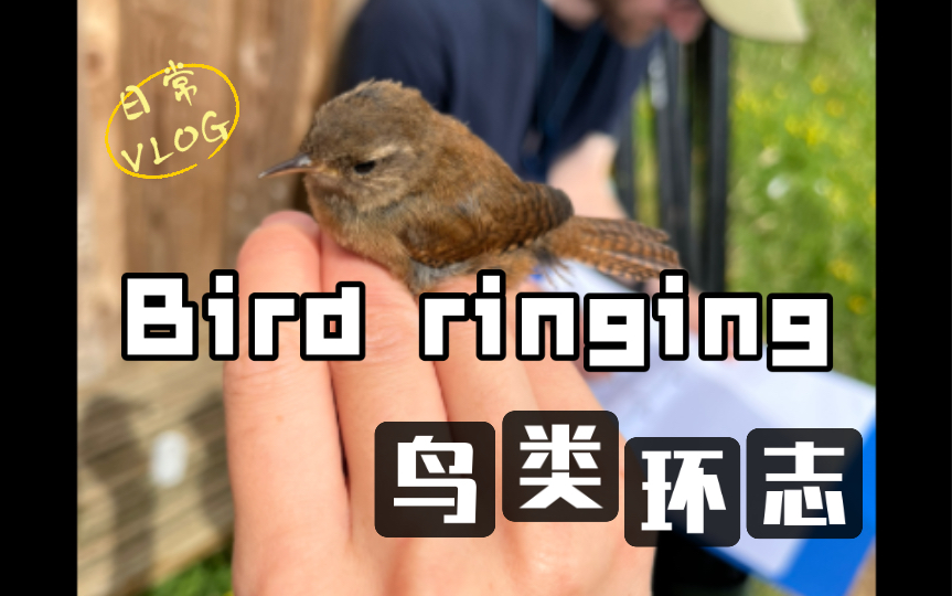 【环志bird ringing】夏天的繁殖季来啦 大山雀喜鹊斑尾林鸽叽喳柳莺乌鸫芦苇莺鹪鹩哔哩哔哩bilibili