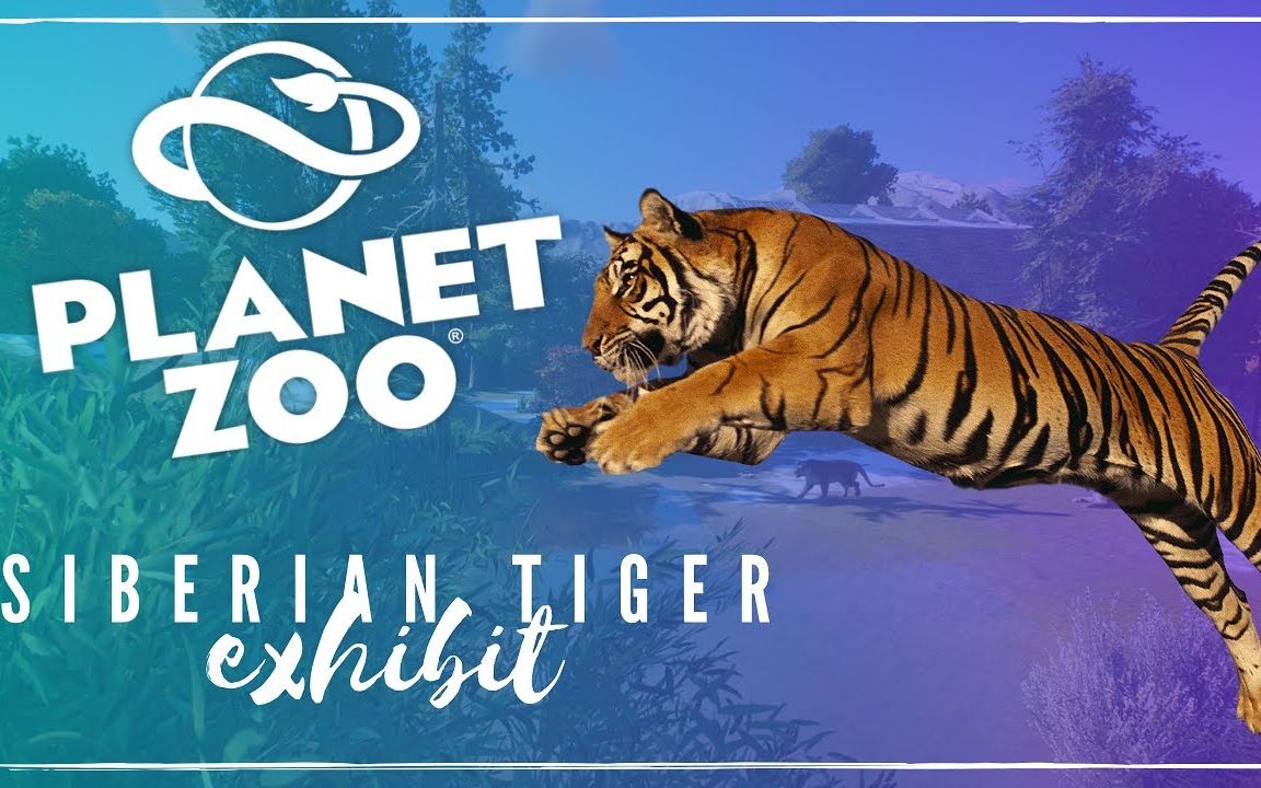 欣赏大神建造的西伯利亚虎展览馆 #动物园之星 siberian tiger