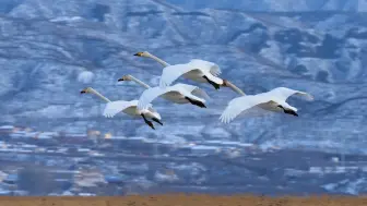 Скачать видео: 候鸟北归，4只白天鹅抵达官厅水库湿地，优雅降落！