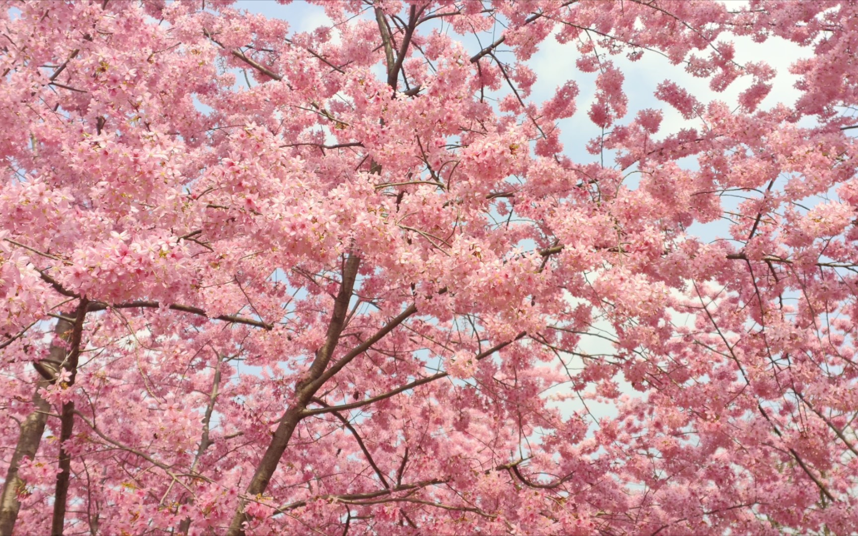 [图]春天里所有的花都是冬日的梦，我们去踏青赏花吧