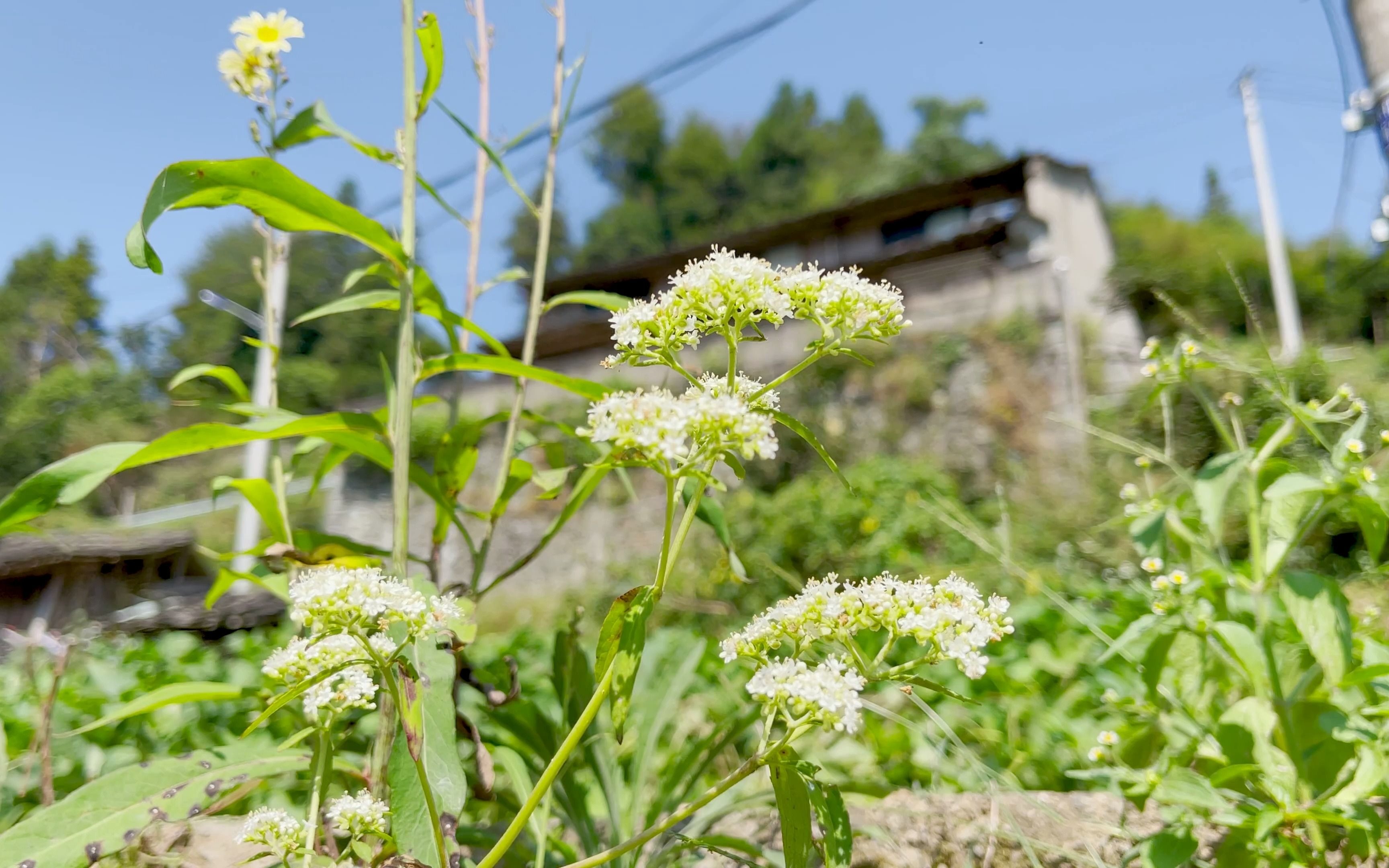21国庆节10.1花花草草的日常 12promax hdr -sdr rec709 4k 60