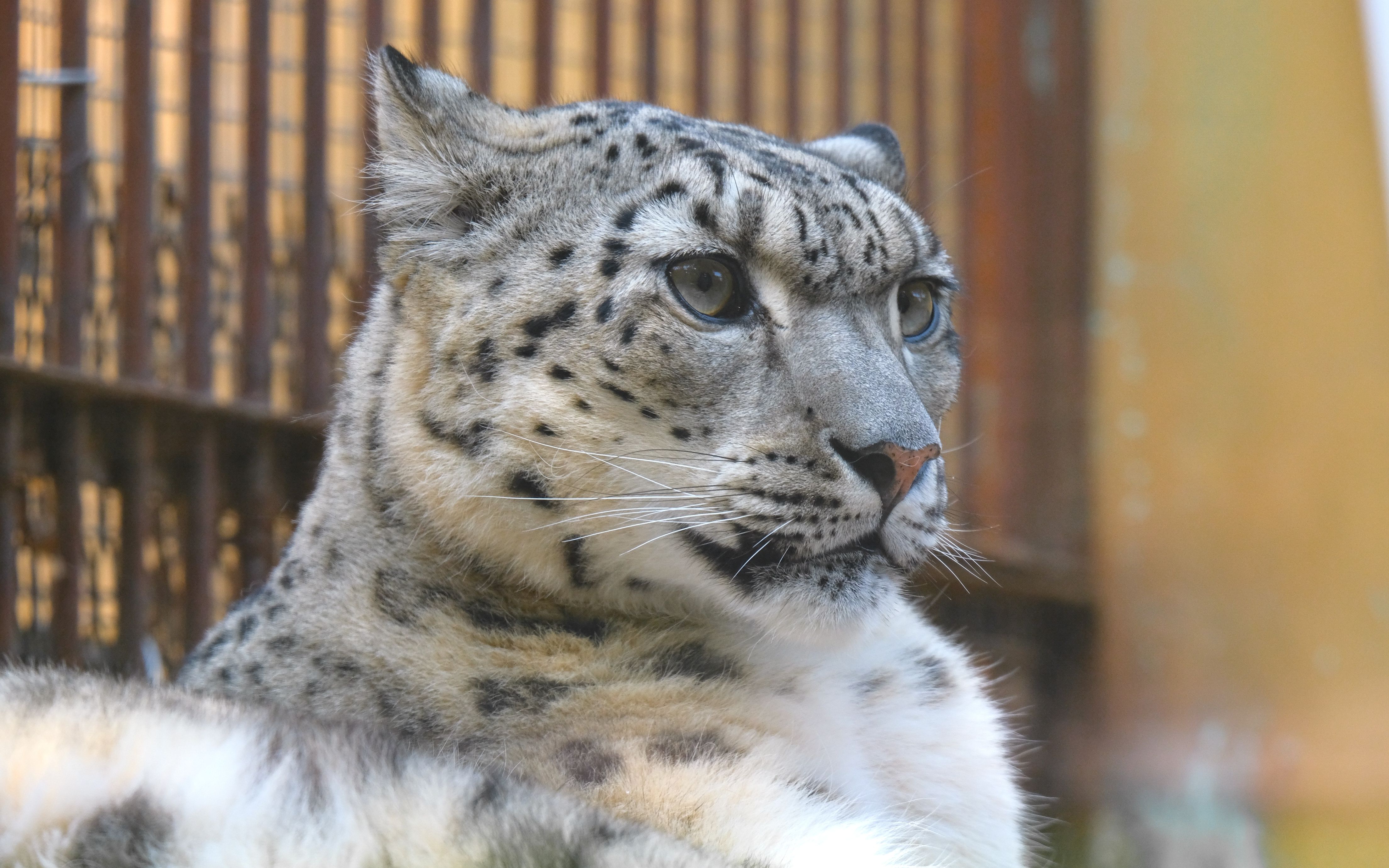 雪豹凌霜舔毛毛