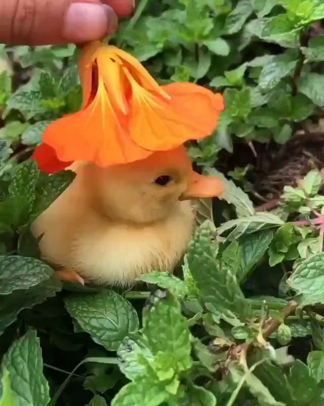 小鸭子戴花帽