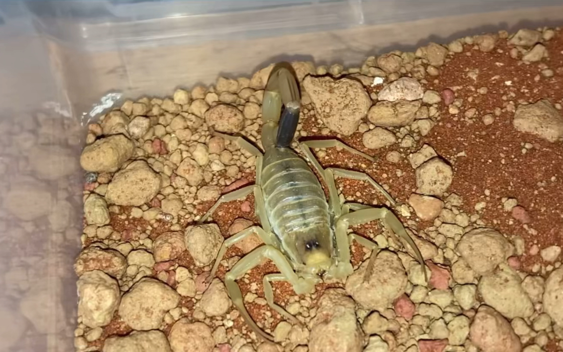 阿拉伯滑尾蝎leiurus arabicus喂食_哔哩哔哩_bilibili