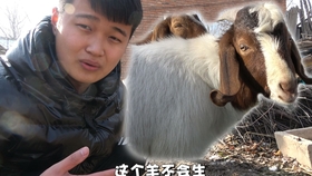 买驴的带了一头羊要卖 这是要拿羊换驴的节奏哈 可惜没成交 哔哩哔哩 つロ干杯 Bilibili