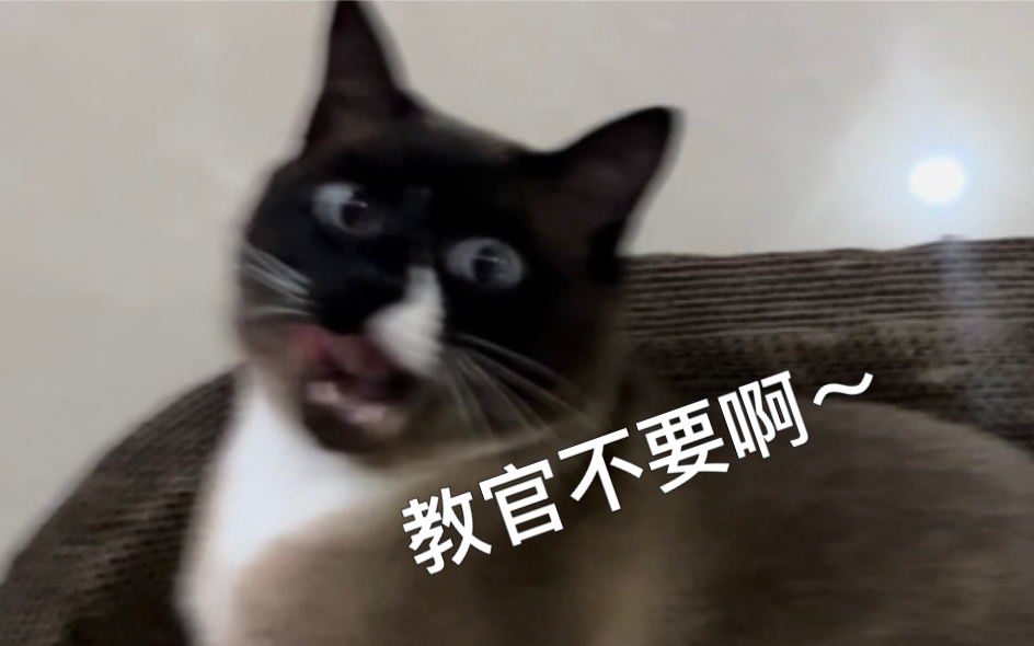 神经猫咪集中训练营哔哩哔哩bilibili