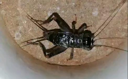 活动作品蛐蛐信不信我能把你咬进icu蝈蝈5黑金刚