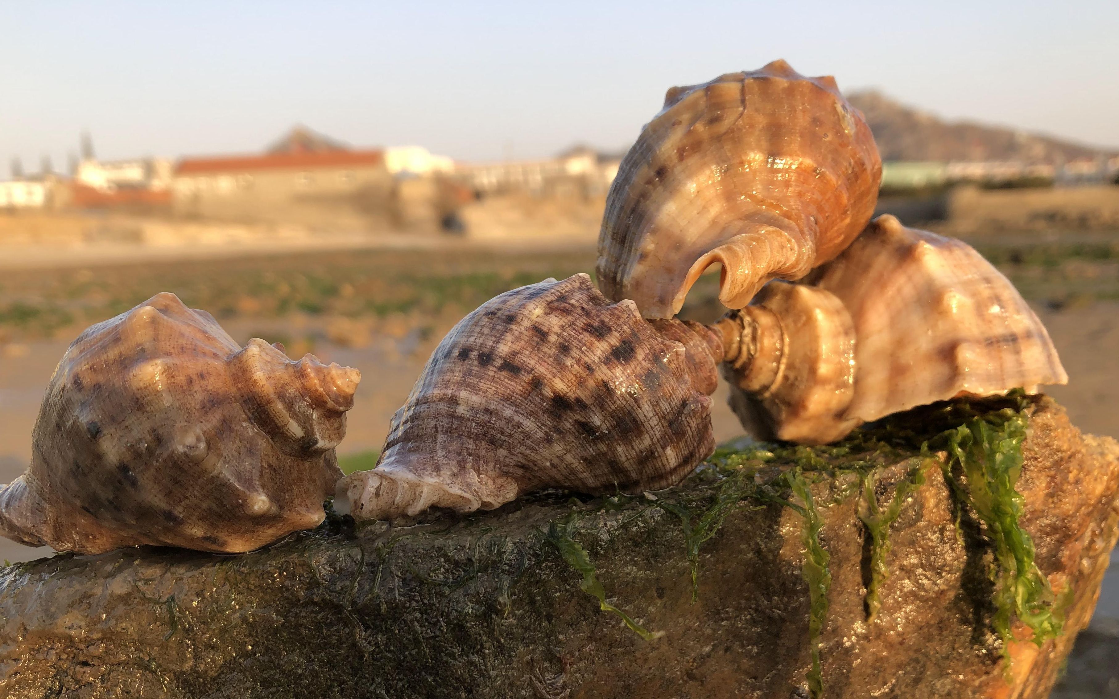 二哥赶海已经摸清"大海螺的习性"掏窝就容易多了,特别过瘾