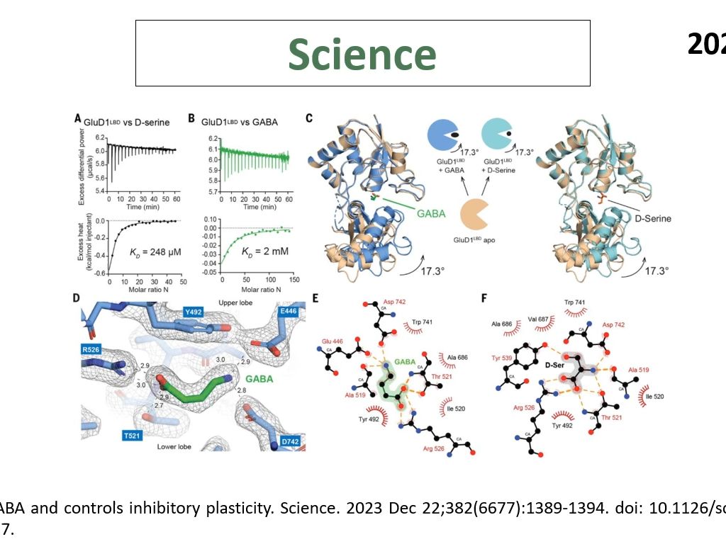 Science—挑战经典:谷氨酸受体GluD1也是GABA的受体,介导抑制性突触可塑性哔哩哔哩bilibili