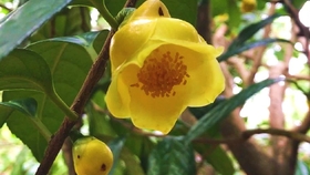 期待已久的日本茶花到啦红白卜伴 哔哩哔哩 つロ干杯 Bilibili