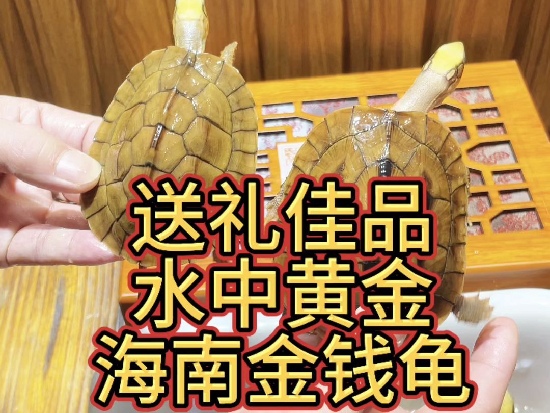 送礼佳品!水中黄金:海南金钱龟!