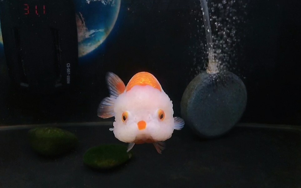 兰寿金鱼61狗子和波妞的干饭时刻