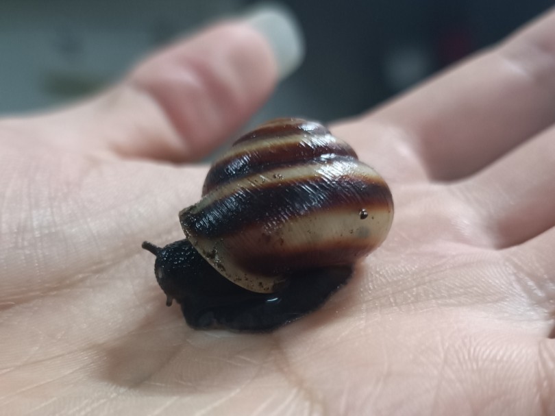 东北特有的大牛子