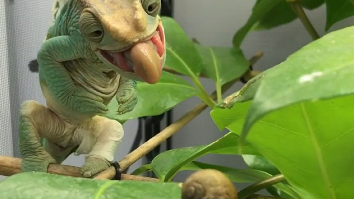 变色龙捕食蜗牛,千万憋住不要笑啊,这怕不是个傻子吧