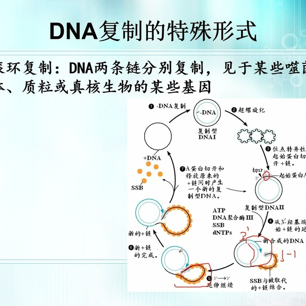 Dna 复制图 掌握生物学
