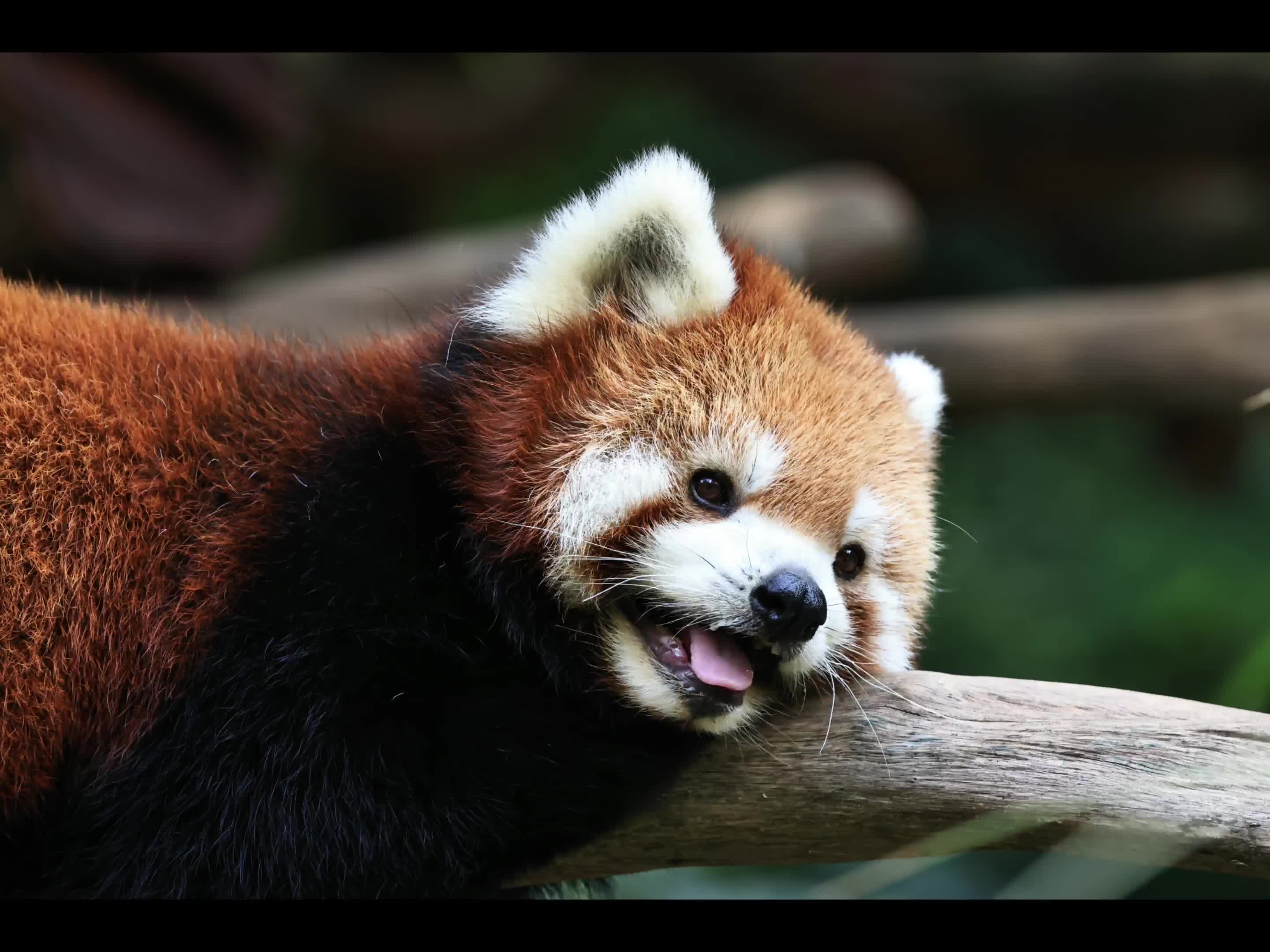 红山森林动物园小熊猫牙牙