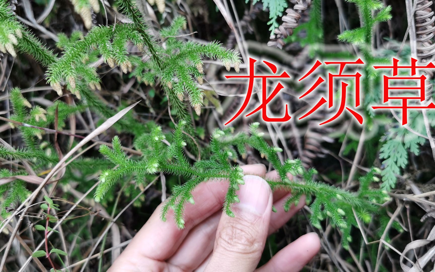 龙须草生长环境图片