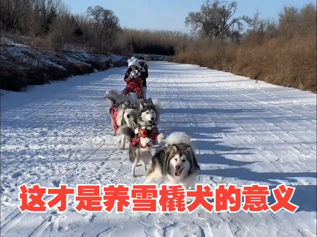 [图]东北阿拉斯加带南方哈士奇拉马桶雪橇！