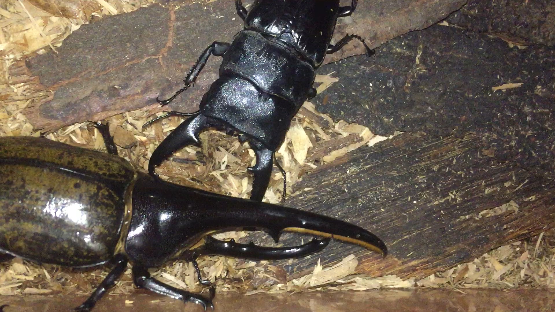 【甲虫】长戟巴拉望打架