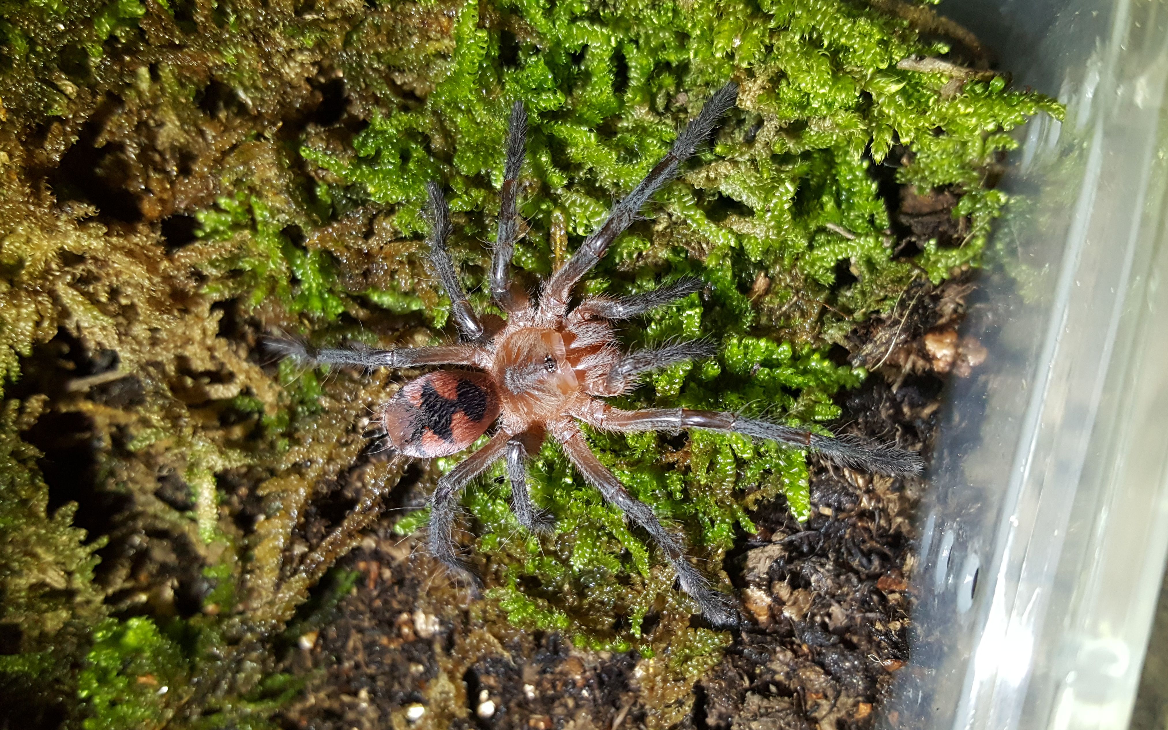 巨型捕鸟蛛pam属埃斯梅尔钢铁蓝喂食