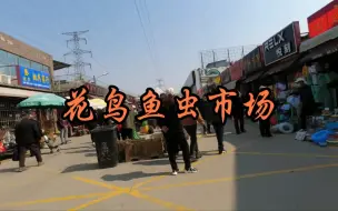 Video herunterladen: 周末花鸟鱼虫市场半日游