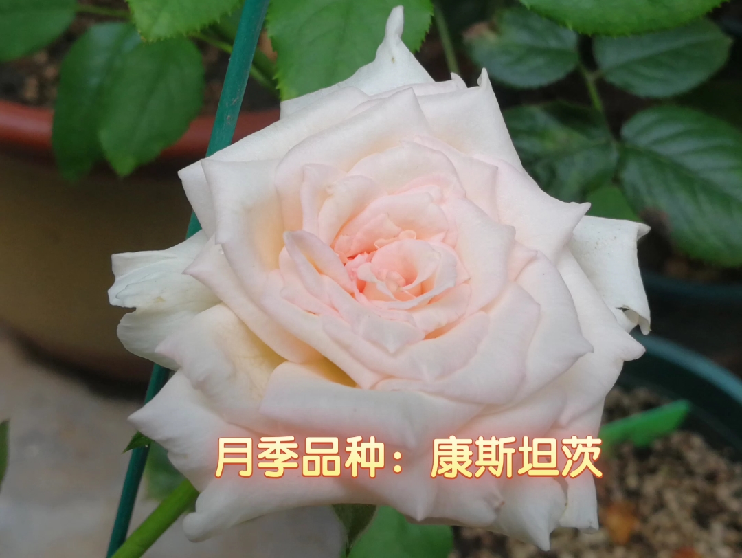 【月季品种:康斯坦茨】2014年英国奥斯汀培育,粉色混合花朵,超美切花