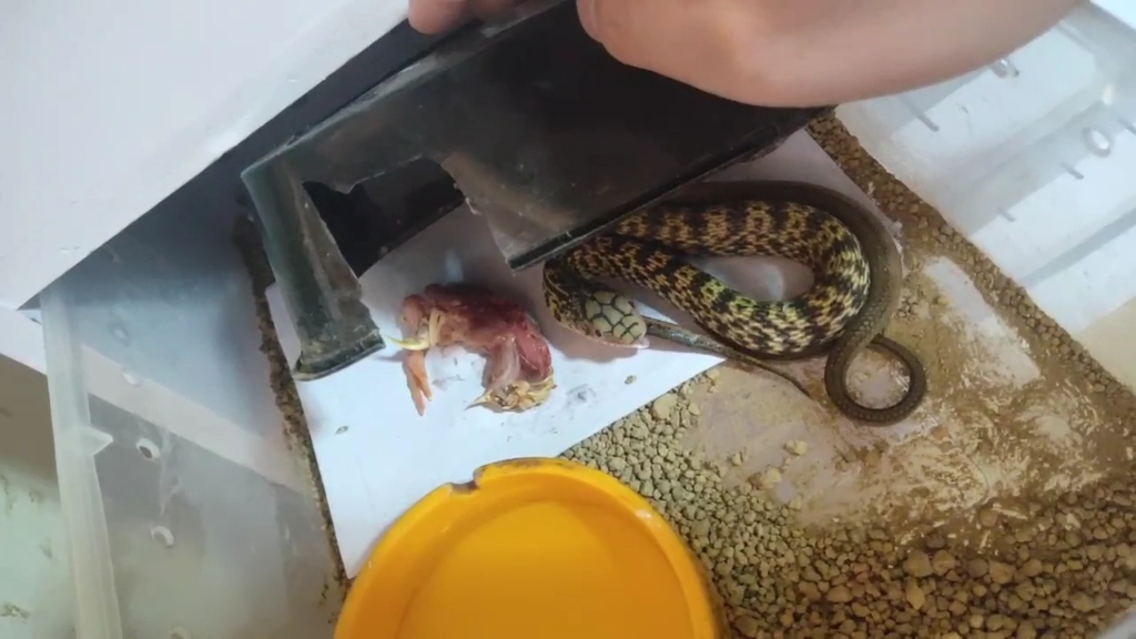 王锦蛇喂食