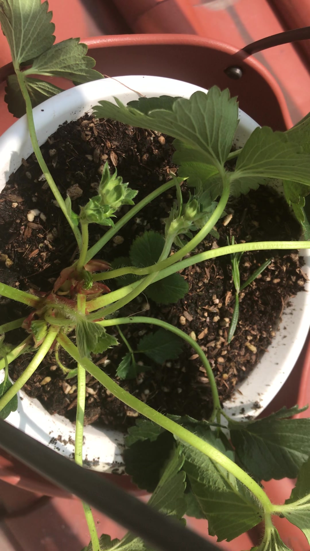 今天到货的白草莓苗