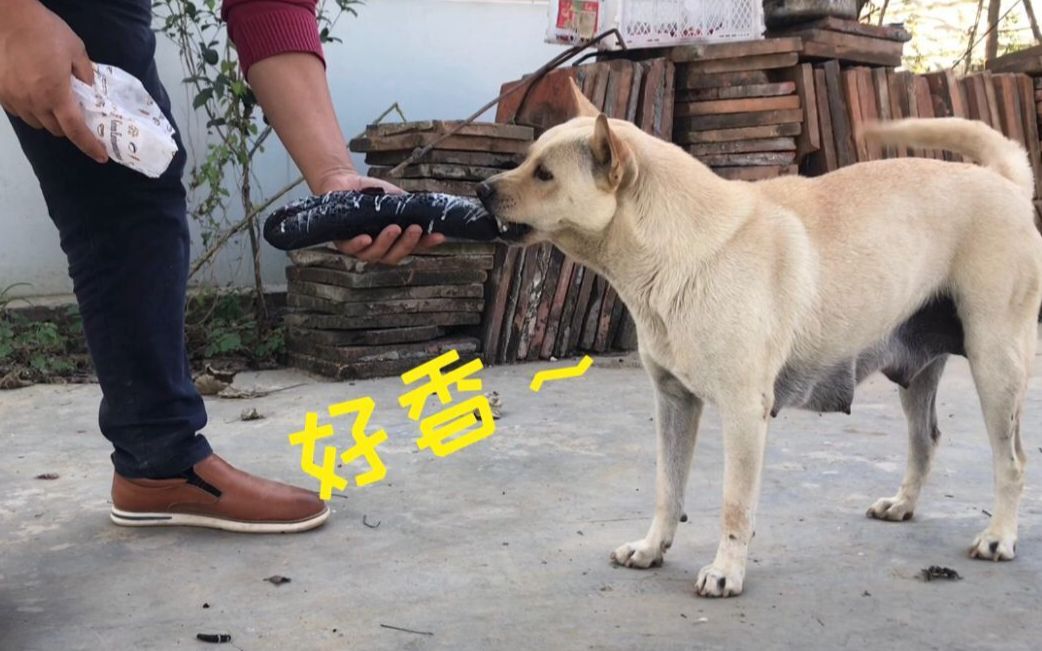 中华田园犬,母狗大白忙着照顾小奶狗没胃口吃饭,拿块它最喜欢的面包一