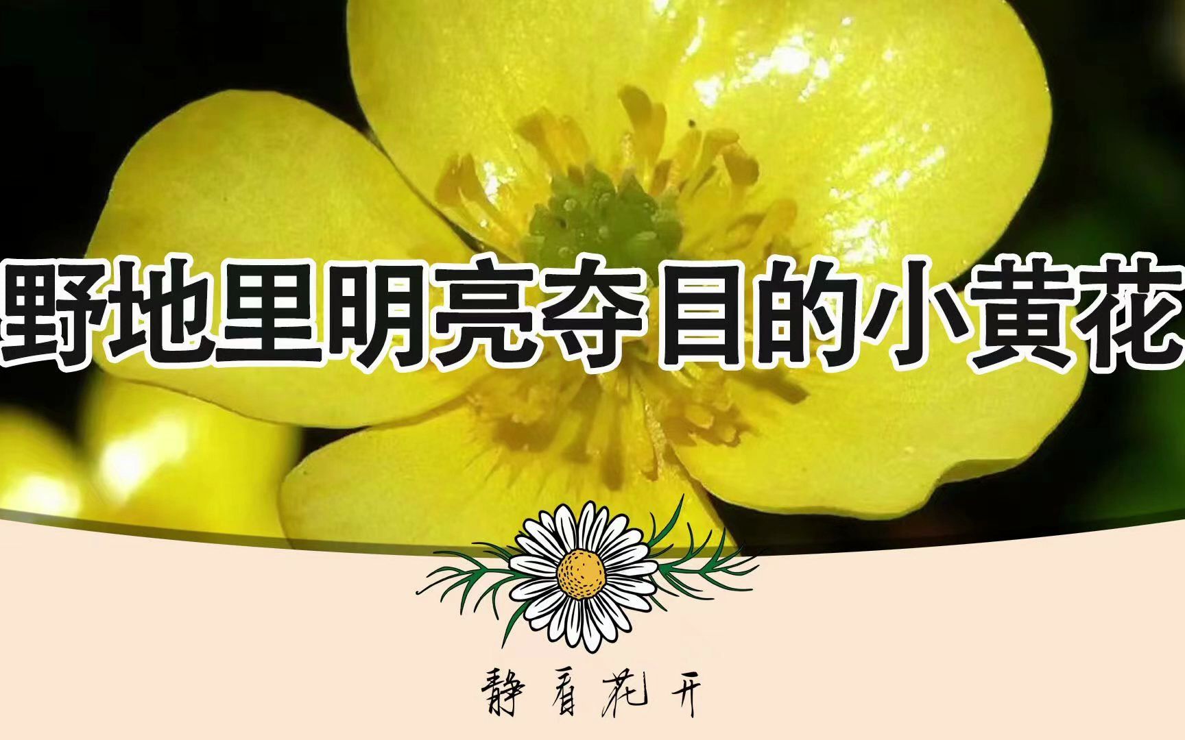 [图]静看花开：毛茛——野地里明亮夺目的小黄花