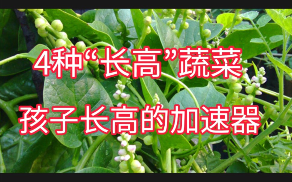 [图]4种常见的“长高菜”，含钙量高还不用打农药，有机会的可以多吃