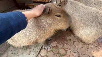 Скачать видео: 听说你情绪很稳定，搓你一下呗