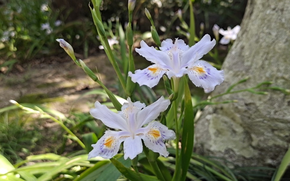 [图]【随园花录】鸢尾花