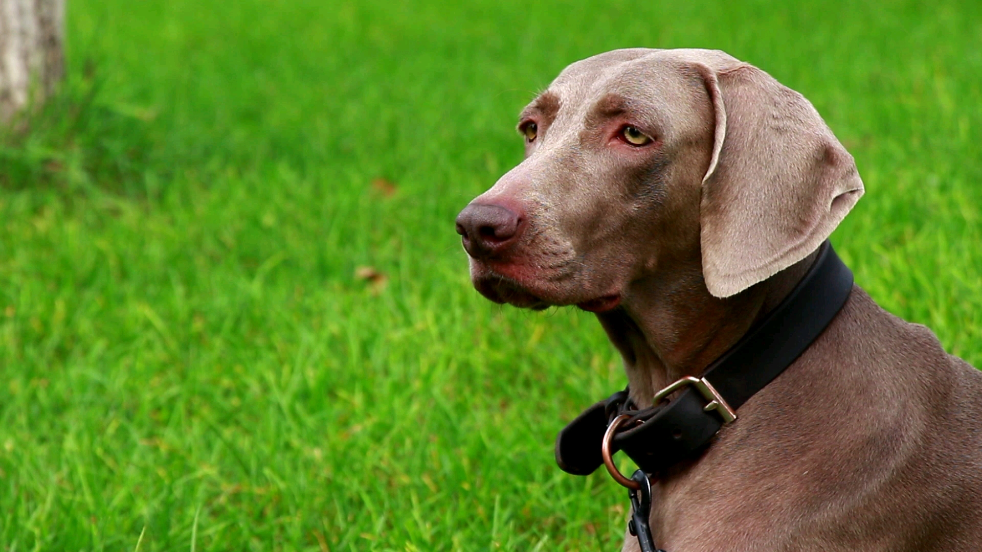 草坪上的魏玛猎犬