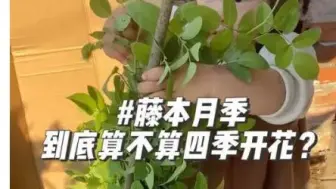 Descargar video: 藤本月季算一季开花还是多季或者四季开花？这个问题就看个人怎么理解了。