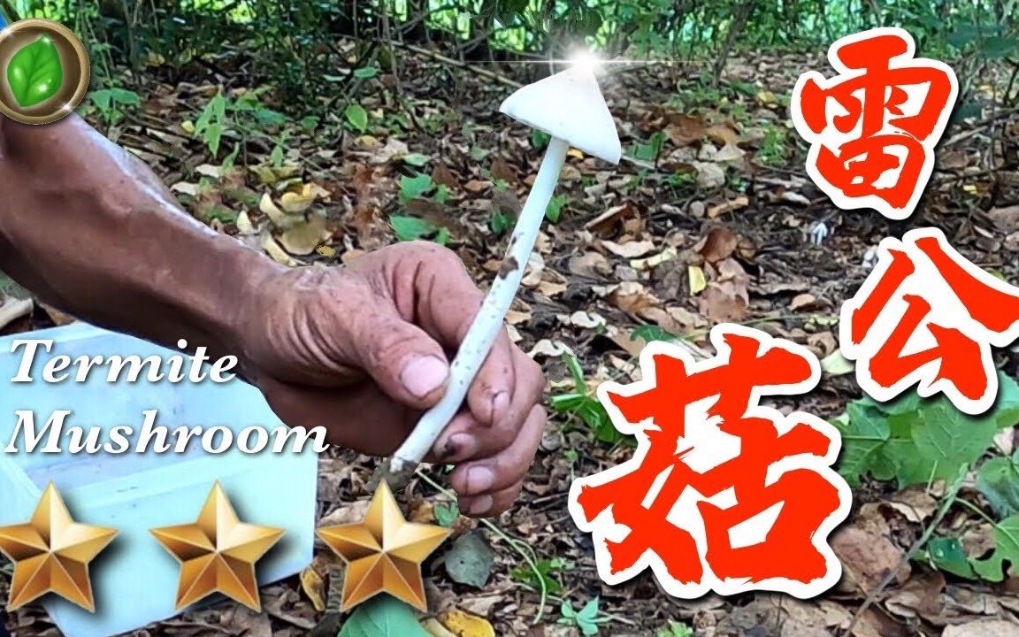 [图]【萍哥】趁着刚下完雨赶紧上山采野菇