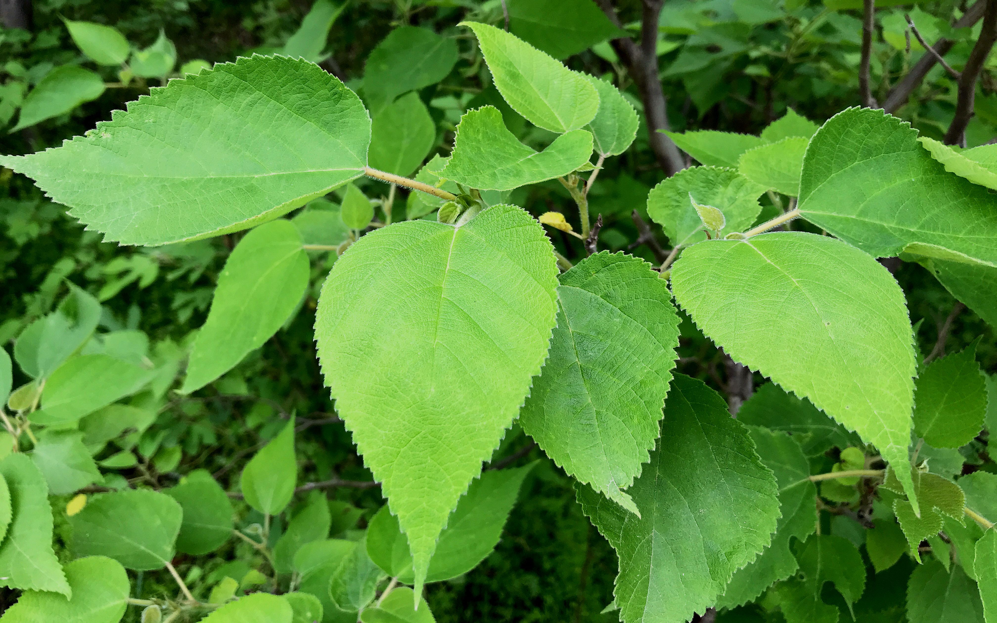 构树叶的功效(构树叶功效大揭秘美白祛斑,抗氧化,降血压,健康好处多多