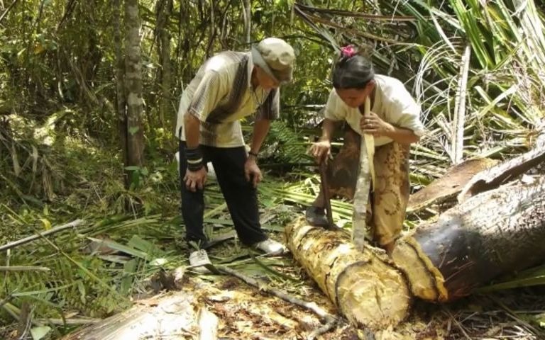 马来西亚传统西米制作工艺(Making Sago at Long Beruang, Sarawak, Malaysia)哔哩哔哩bilibili