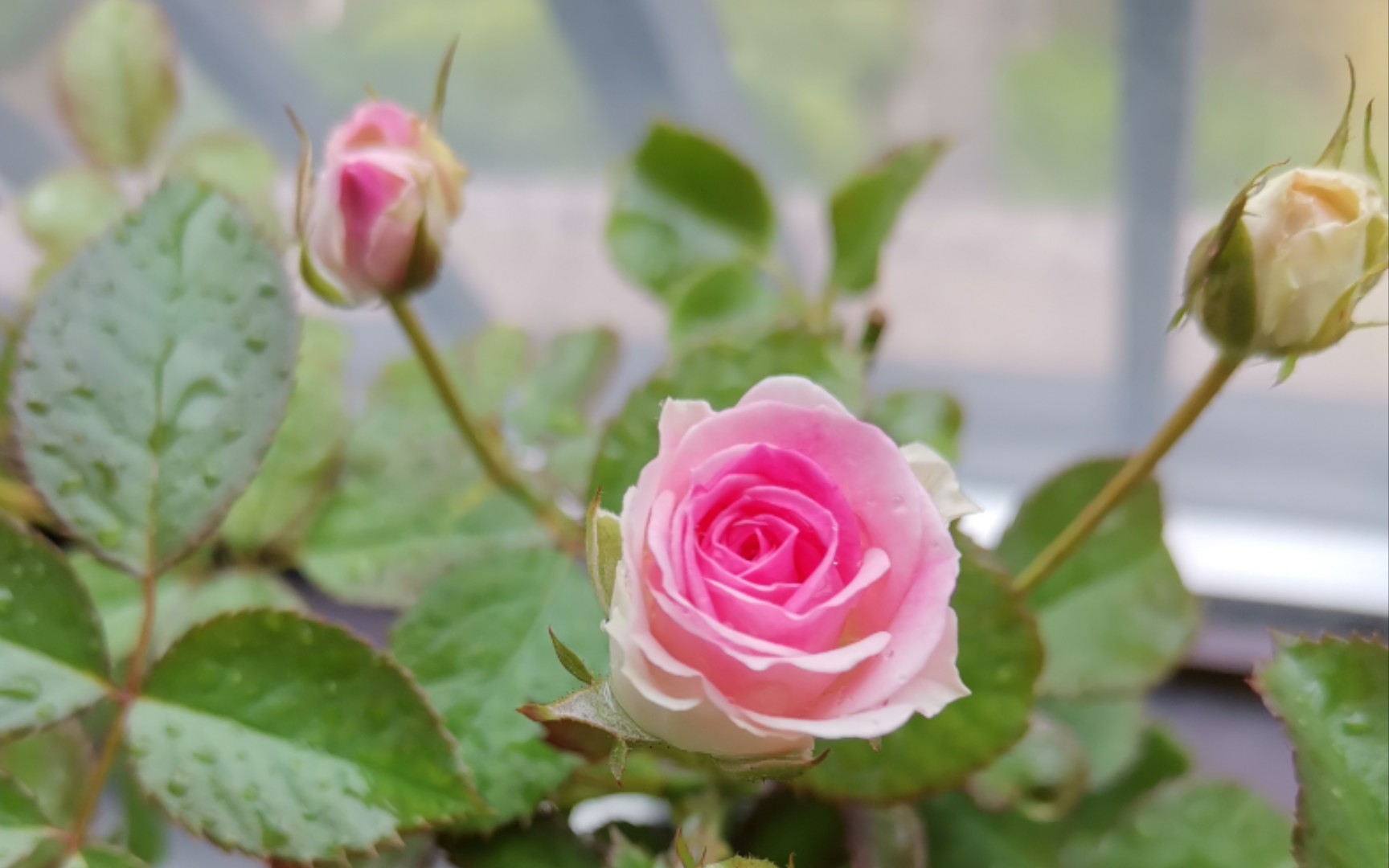 月季 - 灌木小伊甸园开花啦