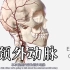 【解剖】颈外动脉3D动画来了！包含分支及记忆口诀 | 人体解剖学