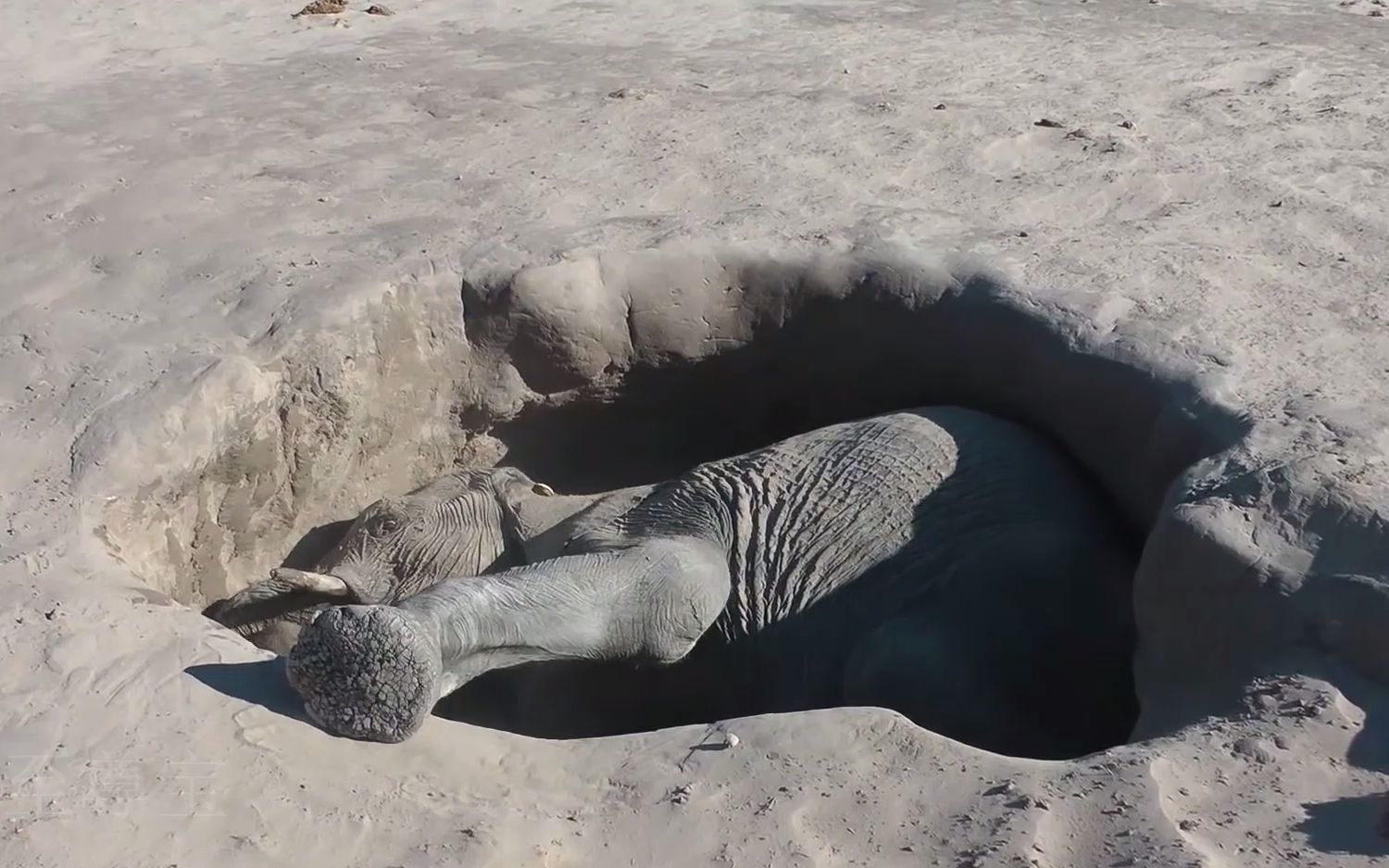 大象掉进泥坑苦苦挣扎,救援队费尽心思救出,没想到又陷僵局!