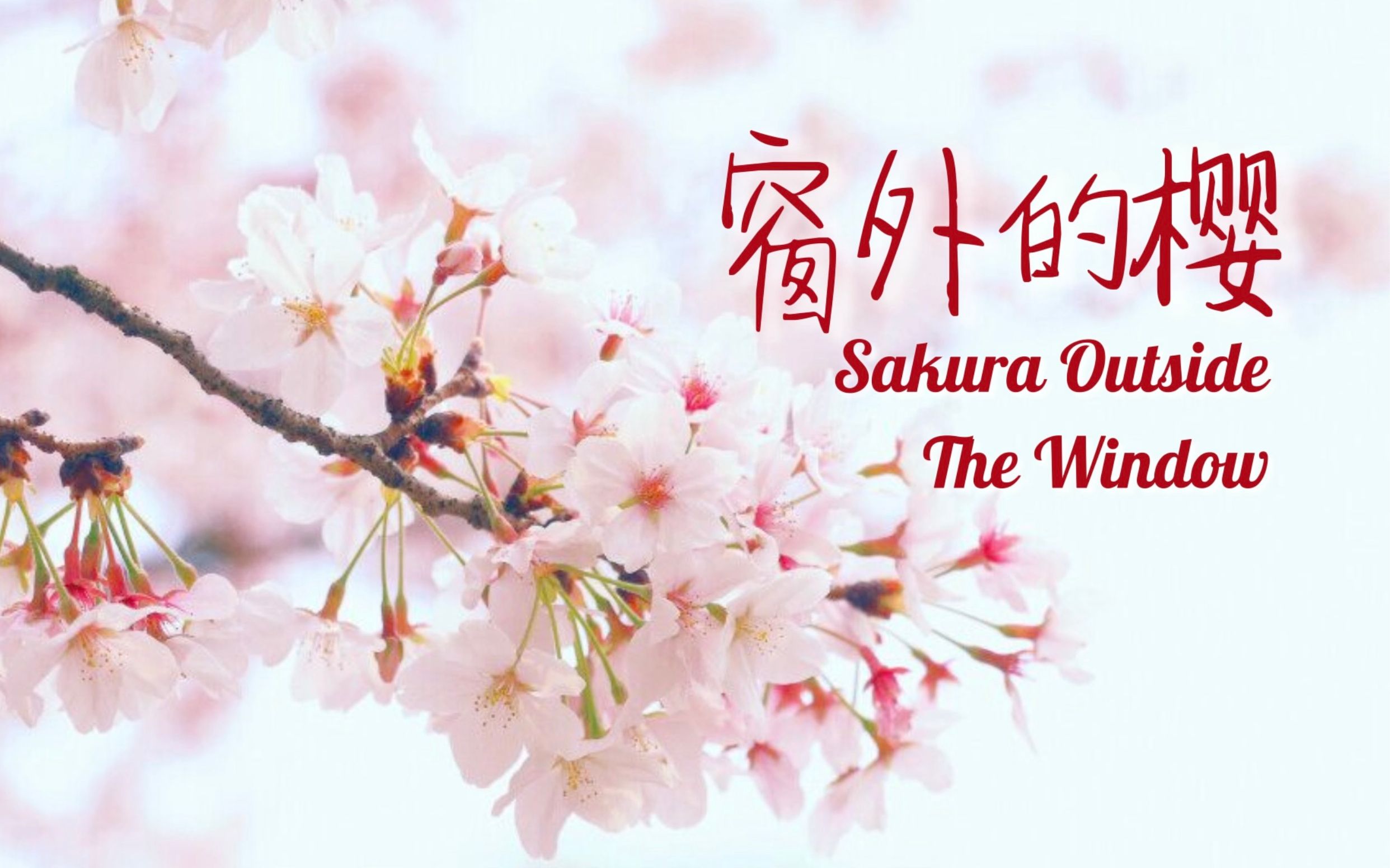 [图]【原创】音乐学院申请自作曲 窗外的樱 Sakura Outside The Window