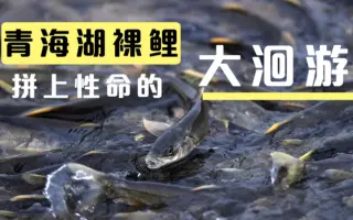 现场目击青海湖裸鲤洄游：千军万马奋力游过窄窄的小溪