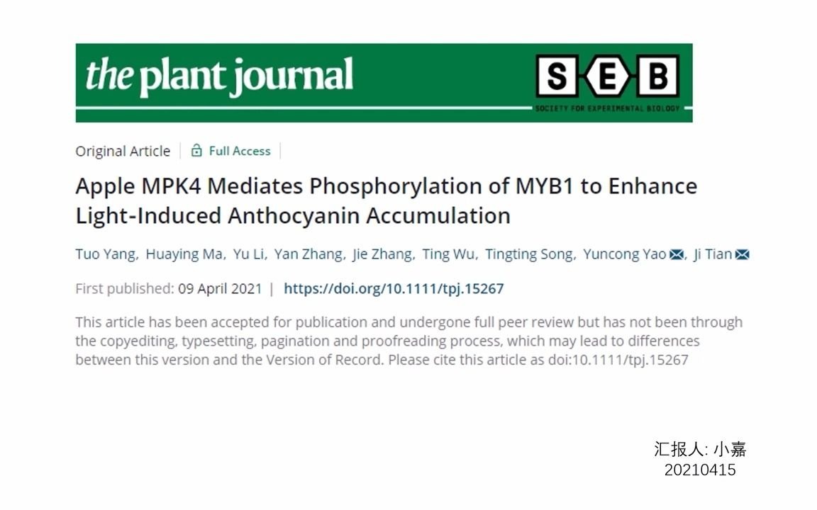 九分钟讲解the Plant Journal高分文章 苹果MPK4介导MYB1磷酸化从而增强光诱导下花青素的积累哔哩哔哩bilibili