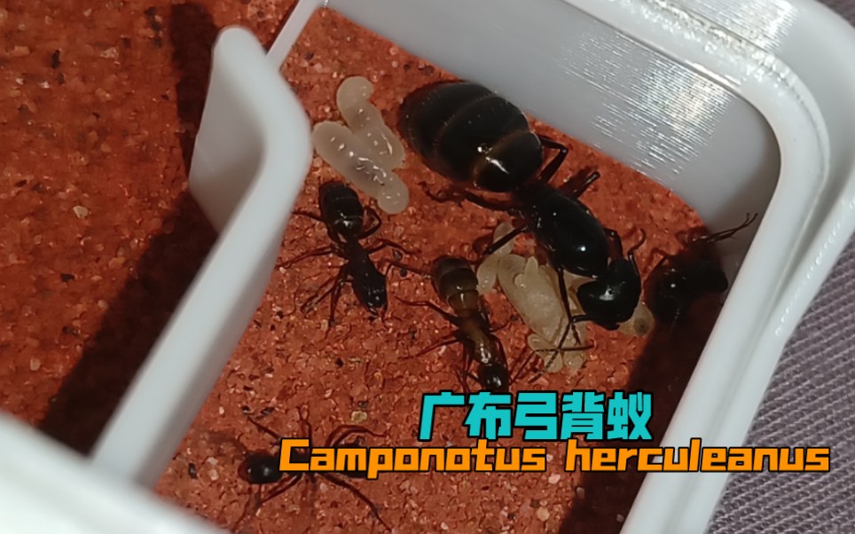广布弓背蚁camponotus herculeanus