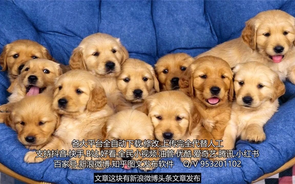 哔站_站久了腰疼是怎么回事_站长工具