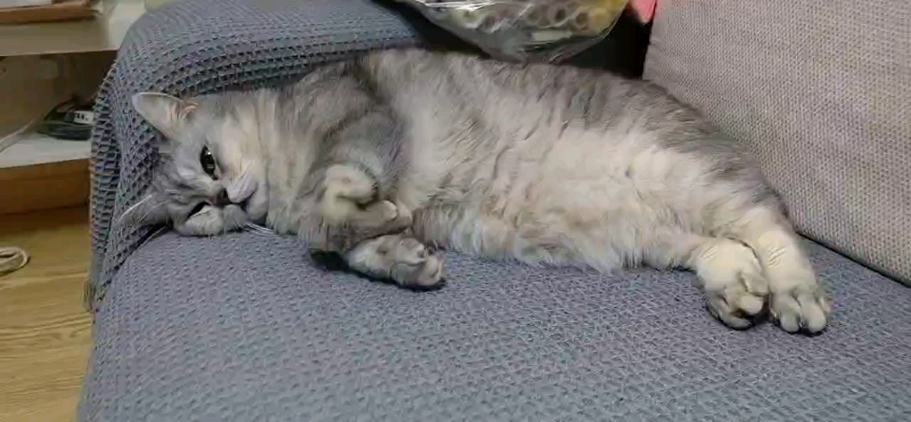 非静止画面!猫咪装死实况!