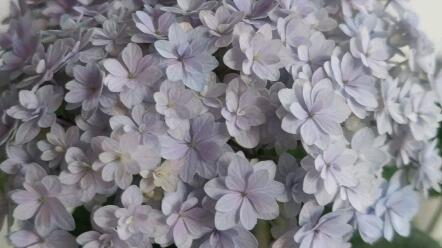 绣球花之花手鞠 哔哩哔哩 绣球花之花手鞠 哔哩哔哩