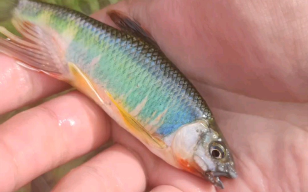 老家的宽鳍鱲发色了